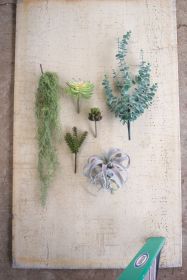 EXTRA LARGE TILLANDSIA PLANT