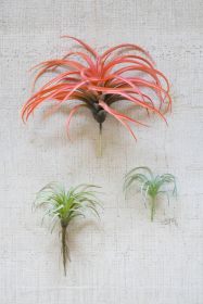 FLOCKING RED AIR PLANT